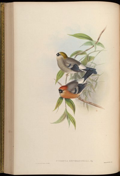 Pyrrhula erythrocephala von John Gould